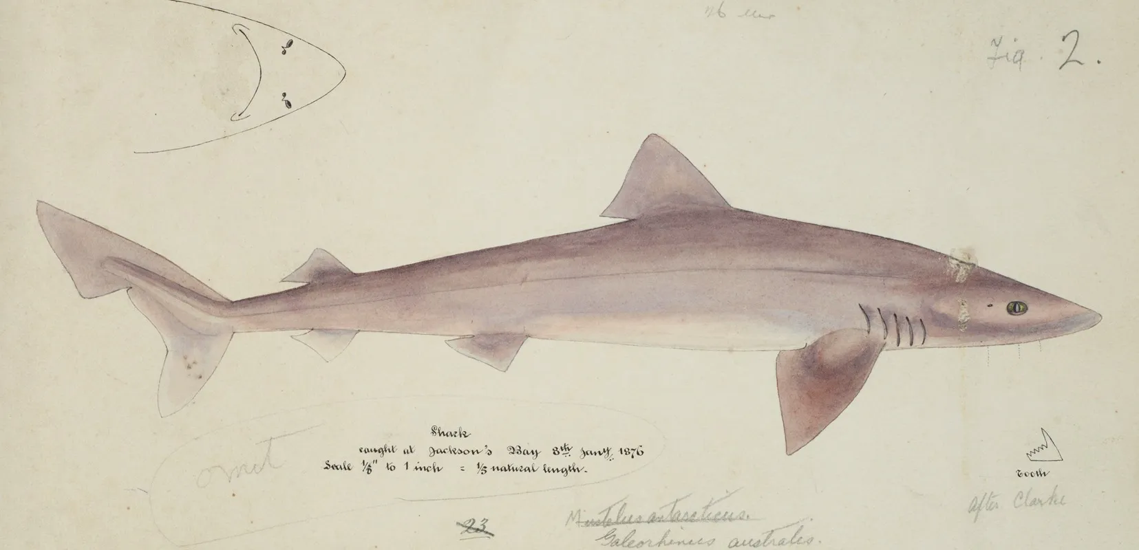 Galeorhinus Galeus Requiem Shark