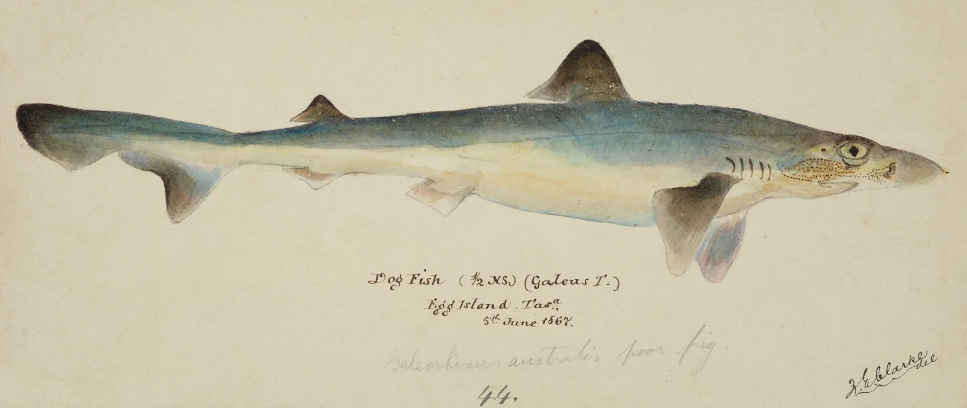 Galeorhinus Galeus Tas Requiem Shark