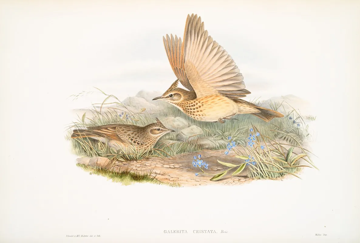Galerita Cristata Crested Lark Wall Art by John Gould - High-Resolution Digital Print