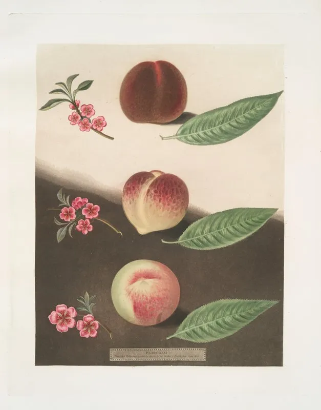 Gallande La Teton De Venus And The Noblesse Peaches Wall Art by George Brookshaw - High-Resolution Digital Print