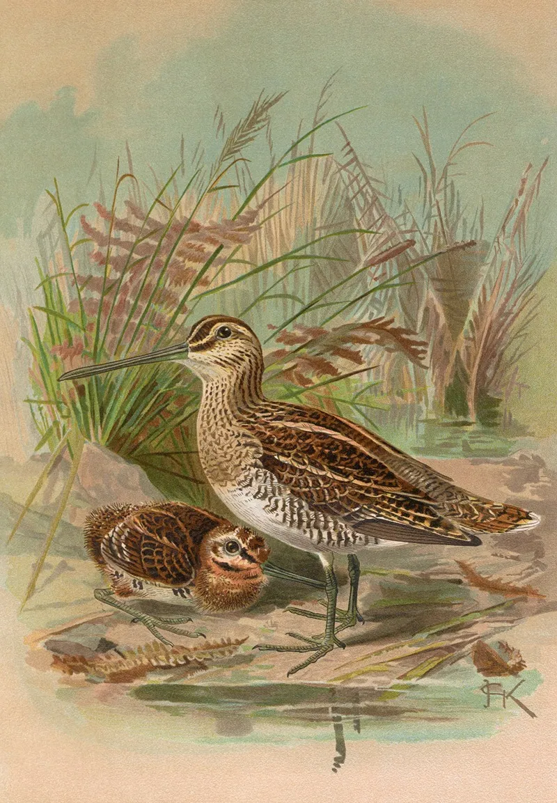 Gallinago Gallinago Wall Art by Johann Friedrich Naumann - High-Resolution Digital Print