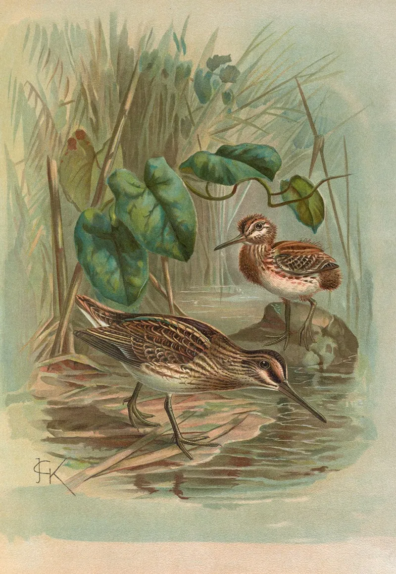 Gallinago Gallinula Wall Art by Johann Friedrich Naumann - High-Resolution Digital Print