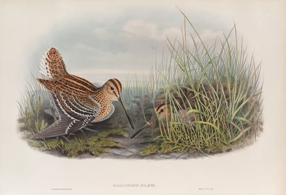 Gallinago Major Great Snipe Wall Art by John Gould - High-Resolution Digital Print