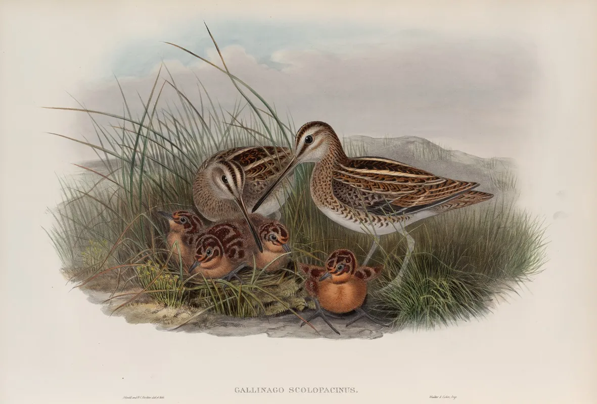 Gallinago Scolopacina Common Snipe Wall Art by John Gould - High-Resolution Digital Print