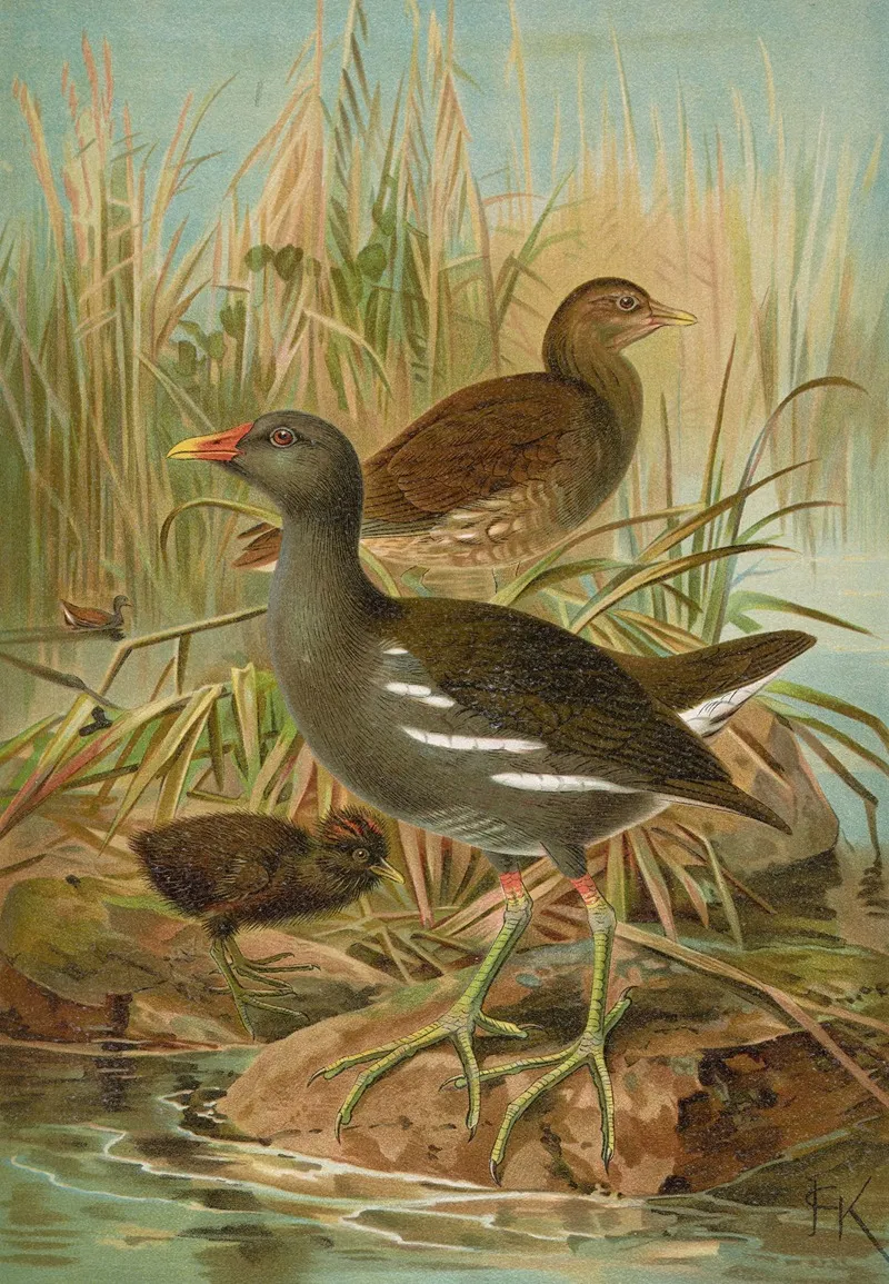 Gallinula Chloropus Wall Art by Johann Friedrich Naumann - High-Resolution Digital Print
