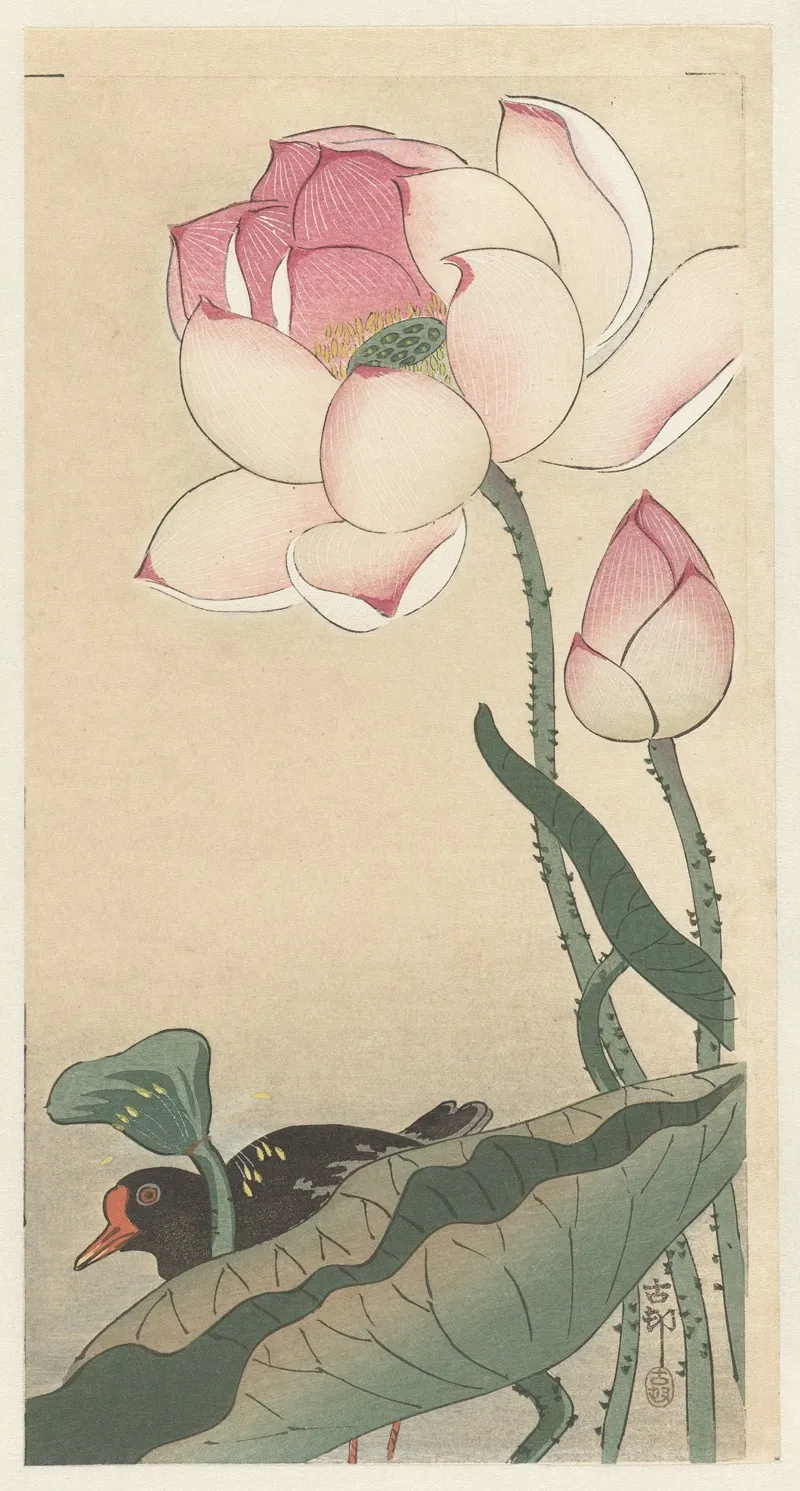 Gallinule With Lotus Flowers Wall Art by Ohara Koson - High-Resolution Digital Print