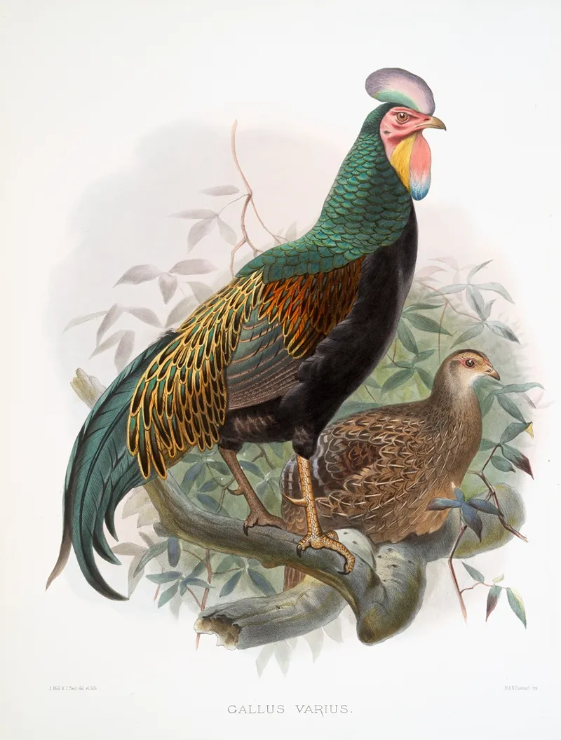 Gallus Varius Wall Art by Joseph Smit - High-Resolution Digital Print