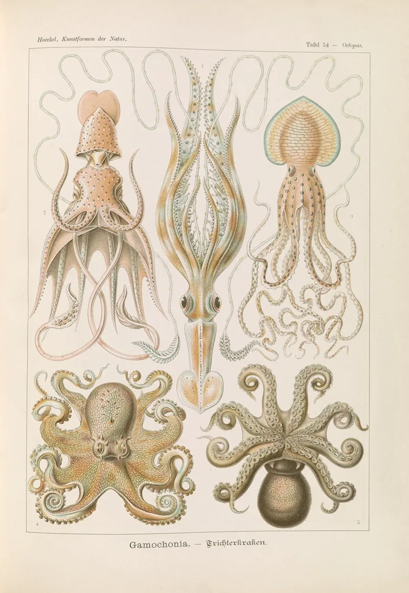 Gamochonia Trichterkraken Wall Art by Ernst Haeckel - High-Resolution Digital Print