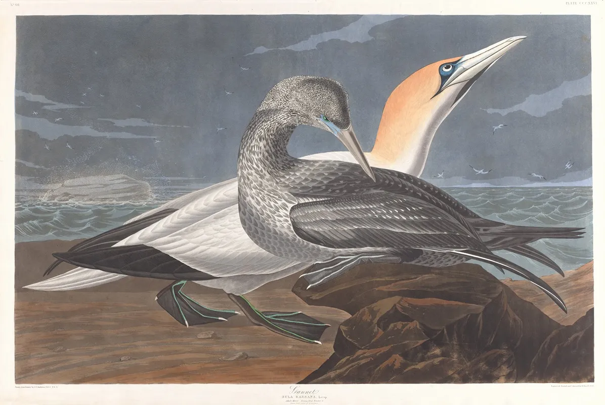 Gannet Wall Art by John James Audubon - High-Resolution Digital Print