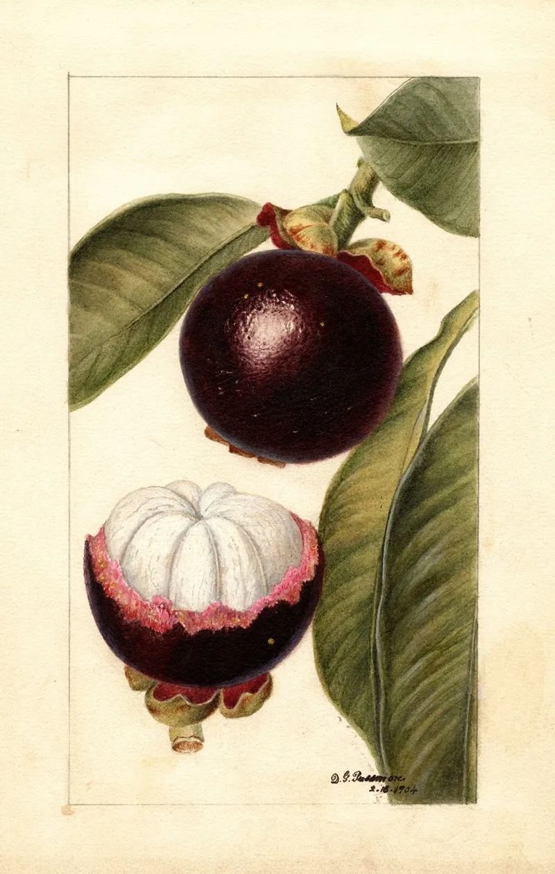 Garcinia Mangostana 2 Wall Art by Deborah Griscom Passmore - High-Resolution Digital Print