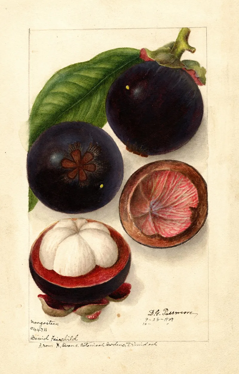 Garcinia Mangostana 3 Wall Art by Deborah Griscom Passmore - High-Resolution Digital Print