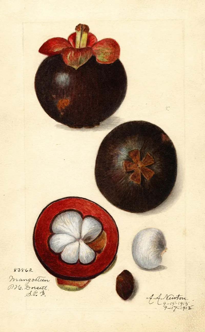 Garcinia Mangostana Wall Art by Amanda Almira Newton - High-Resolution Digital Print