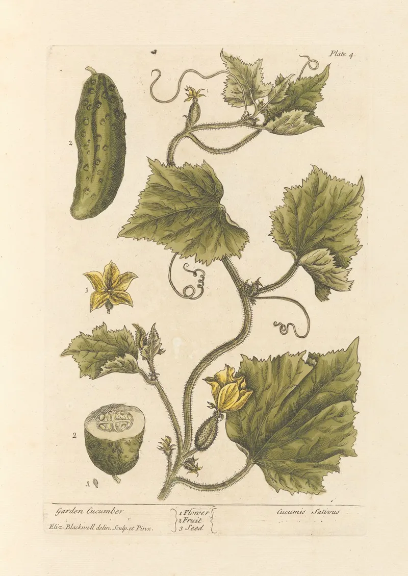 Garden Cucumber Wall Art by Elizabeth Blackwell - High-Resolution Digital Print