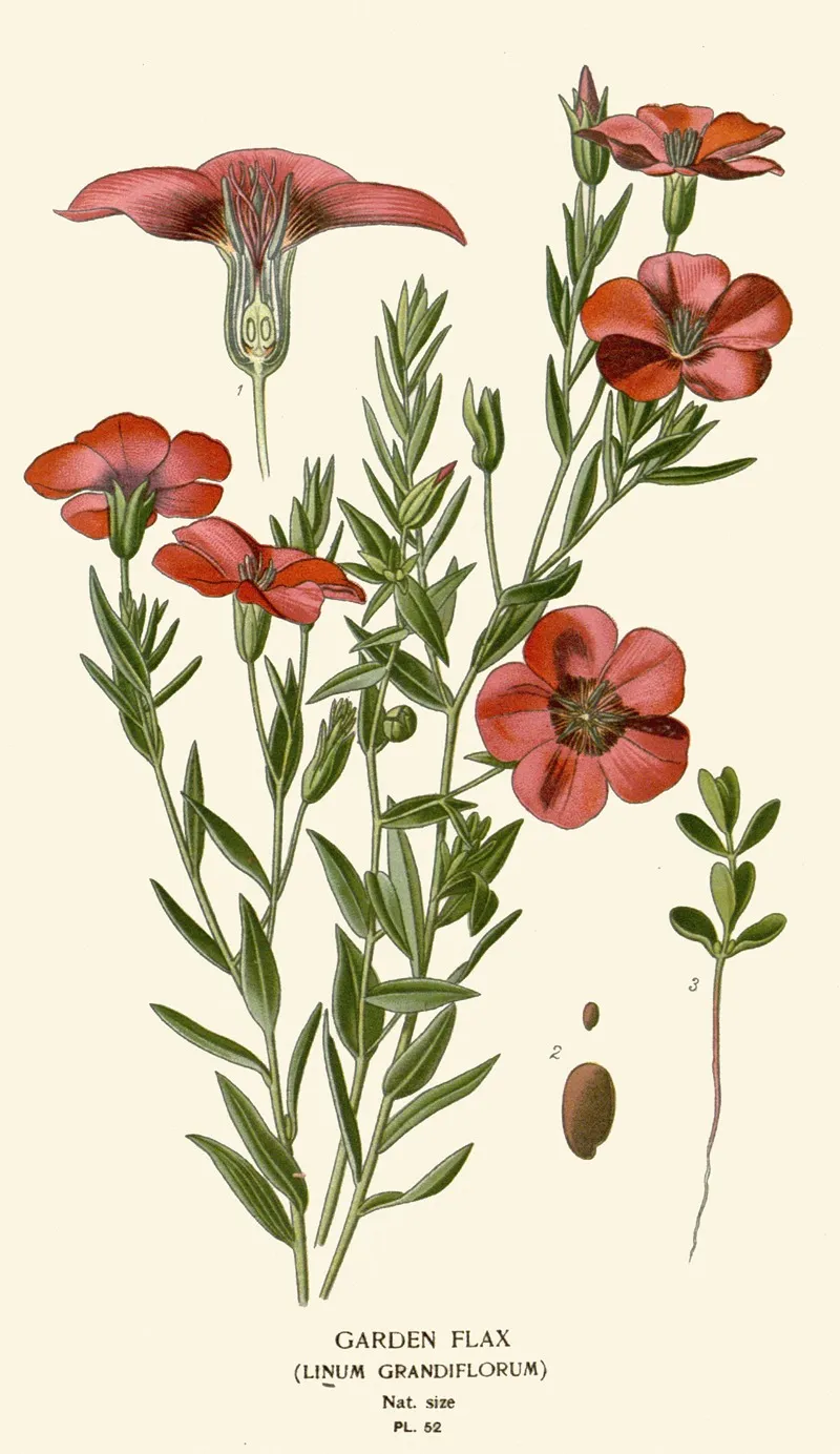 Garden Flax Wall Art by Edward Step - High-Resolution Digital Print