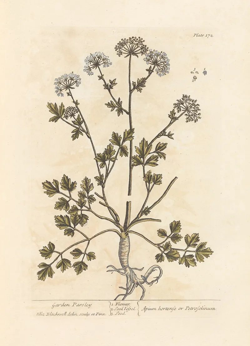 Garden Parsley Wall Art by Elizabeth Blackwell - High-Resolution Digital Print