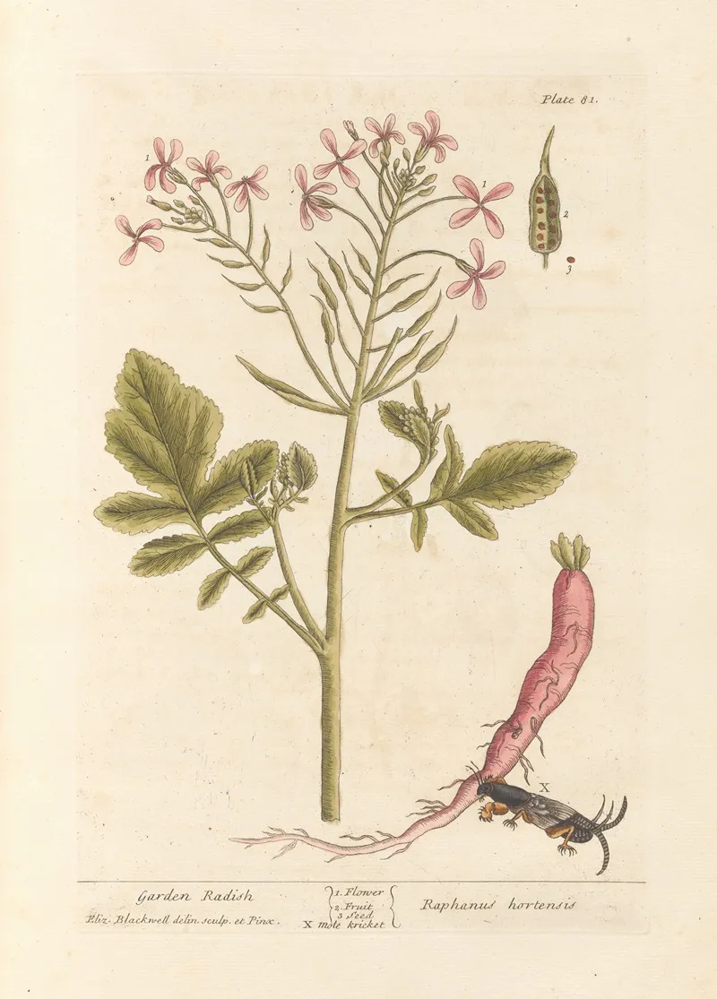 Garden Radish Wall Art by Elizabeth Blackwell - High-Resolution Digital Print