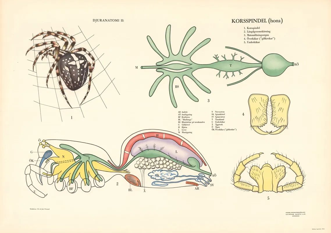 Garden Spider Wall Art by Svenska Skolmaterielförlaget Gunnar Saiåtz A-B - High-Resolution Digital Print