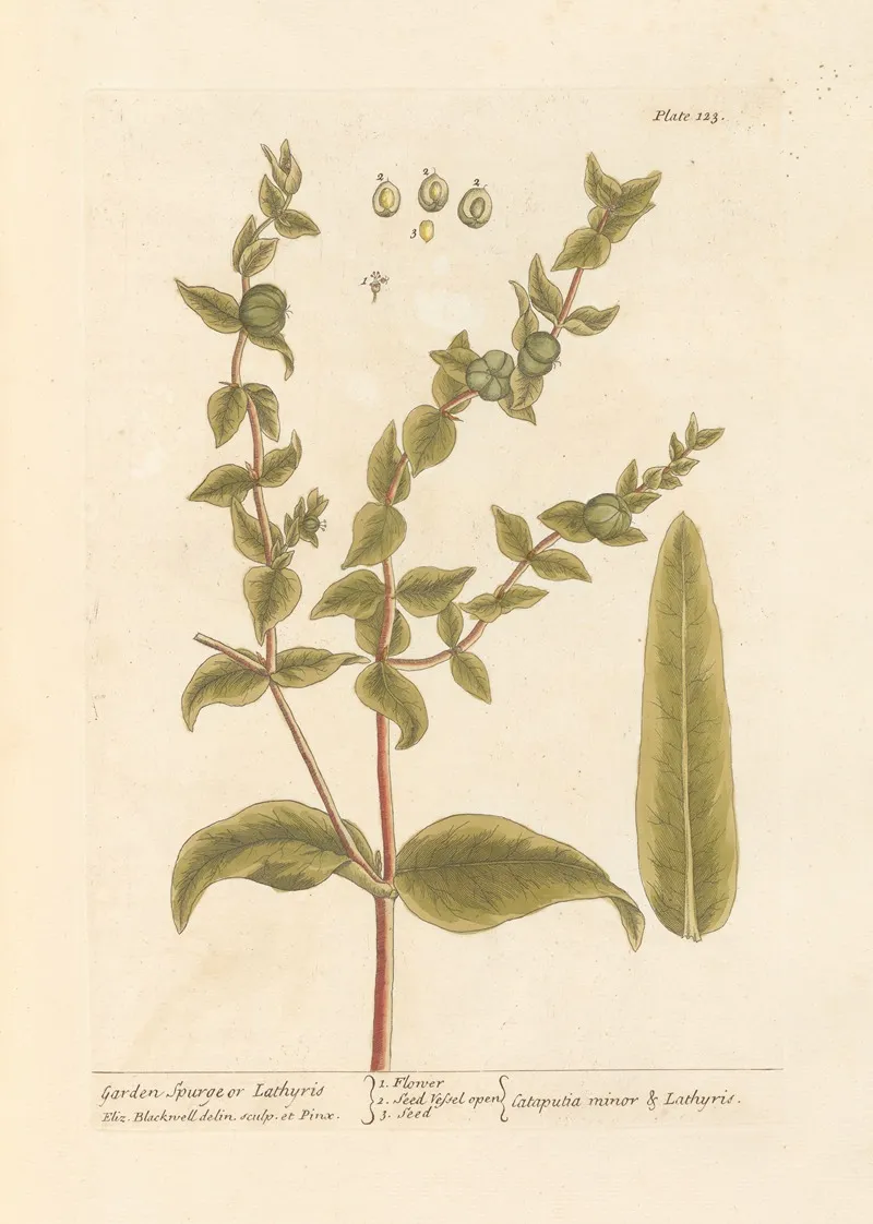 Garden Spurge Or Lathyris Wall Art by Elizabeth Blackwell - High-Resolution Digital Print