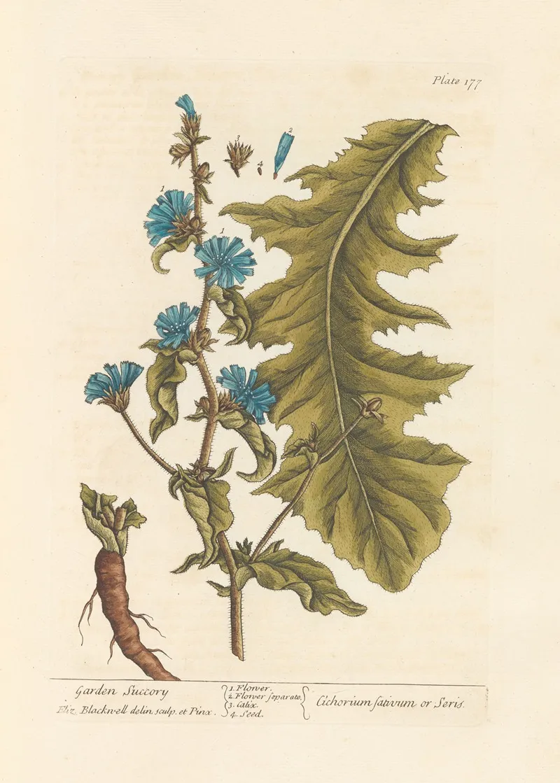 Garden Succory Wall Art by Elizabeth Blackwell - High-Resolution Digital Print