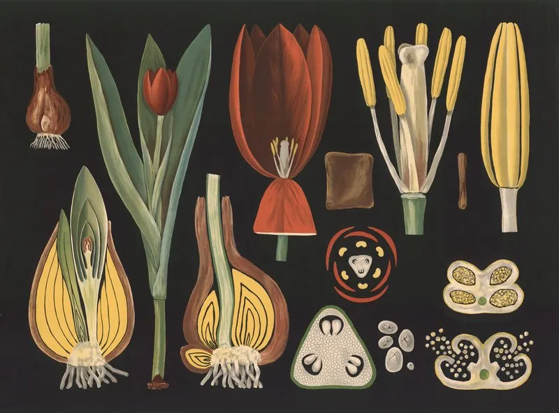 Garden Tulip Tulipa Gesneriana Wall Art by Gottlieb von Koch - High-Resolution Digital Print
