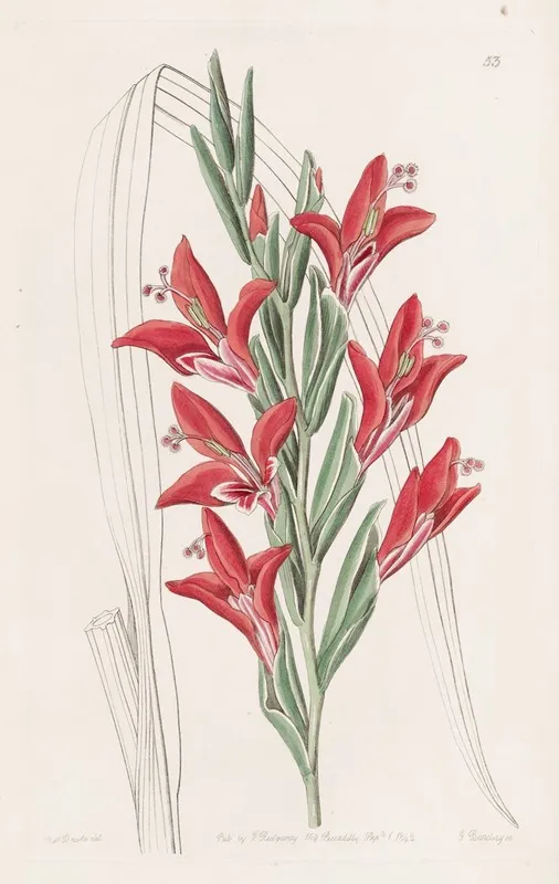 Garden Variety 2 Wall Art by Sydenham Edwards - High-Resolution Digital Print
