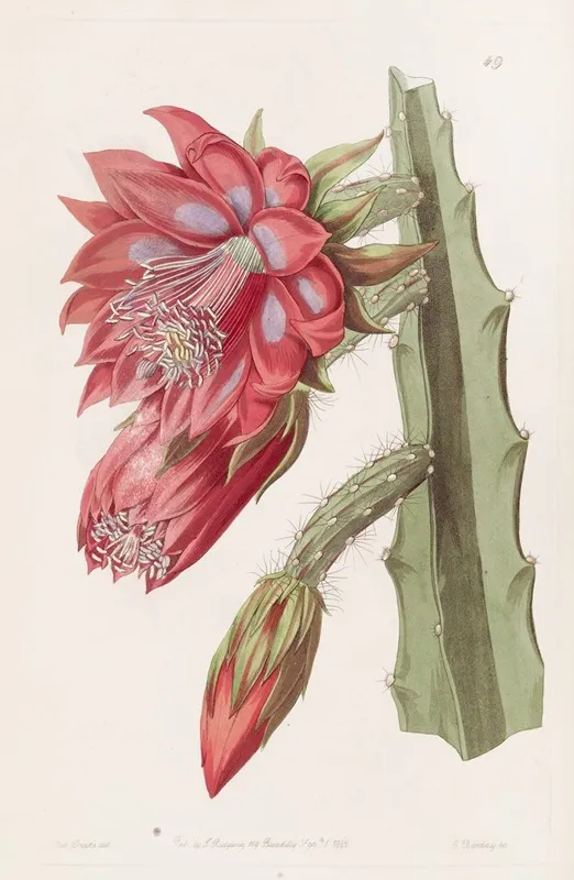 Garden Variety 3 Wall Art by Sydenham Edwards - High-Resolution Digital Print
