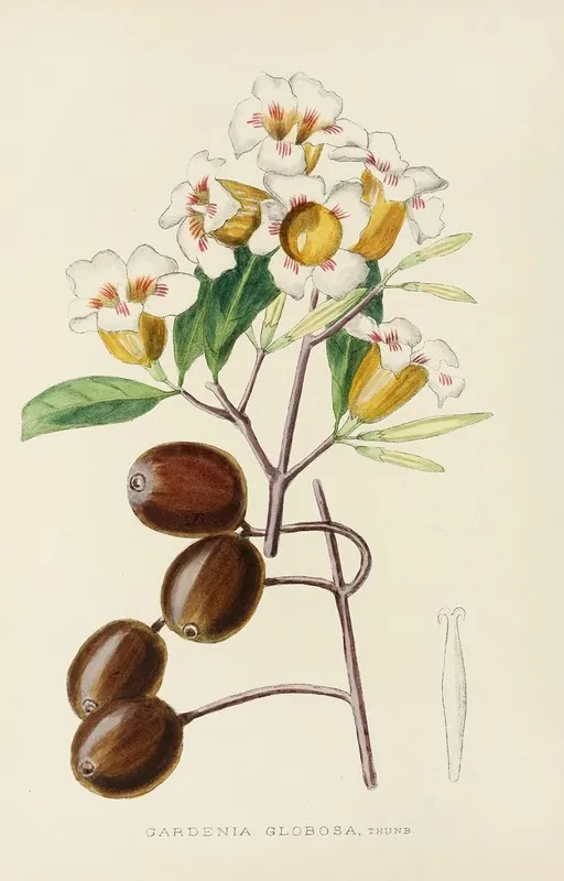 Gardenia Globosa Wall Art by Illtyd Buller Pole-Evans - High-Resolution Digital Print