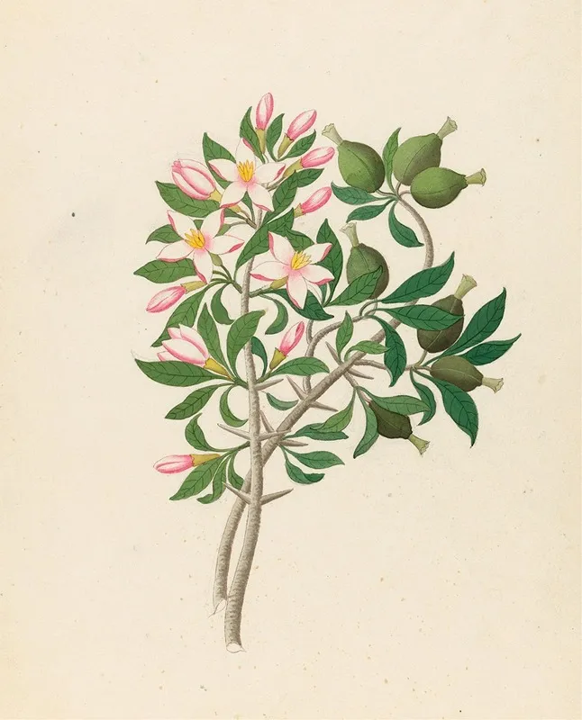 Gardenia Nov Sp Hyperacanthus Amoenus Wall Art by Clemenz Heinrich Wehdemann - High-Resolution Digital Print