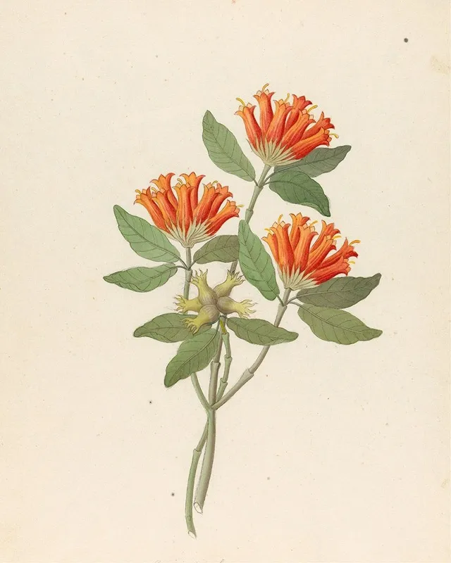 Gardenia Nova Sp Burchellia Bubalina Wall Art by Clemenz Heinrich Wehdemann - High-Resolution Digital Print