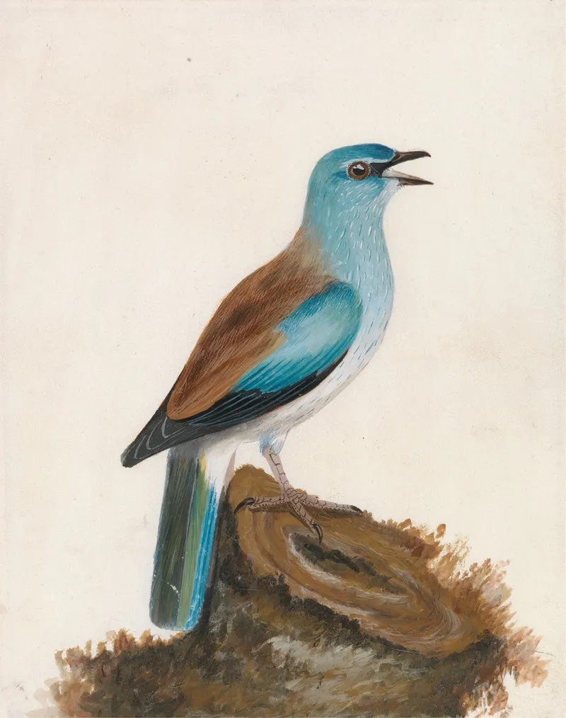 Garrulous Roller Wall Art by William Lewin - High-Resolution Digital Print
