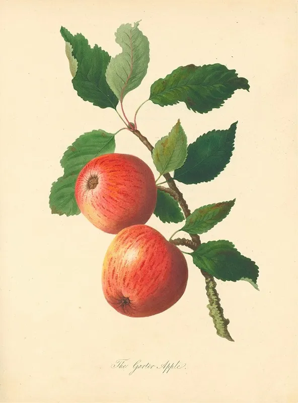 Garter Apple Wall Art by Thomas Andrew Knight - High-Resolution Digital Print