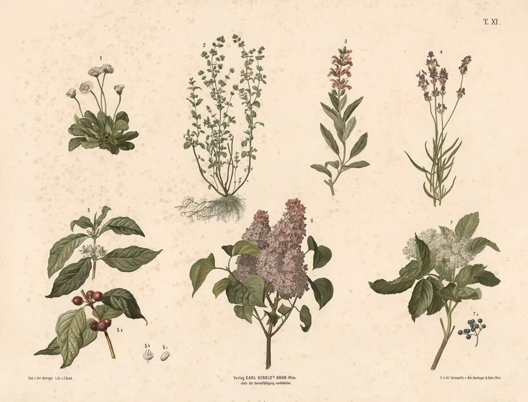 Gaseurt Merian Salvie Lavendel Kaffe M Fl Wall Art by Anton Hartinger - High-Resolution Digital Print