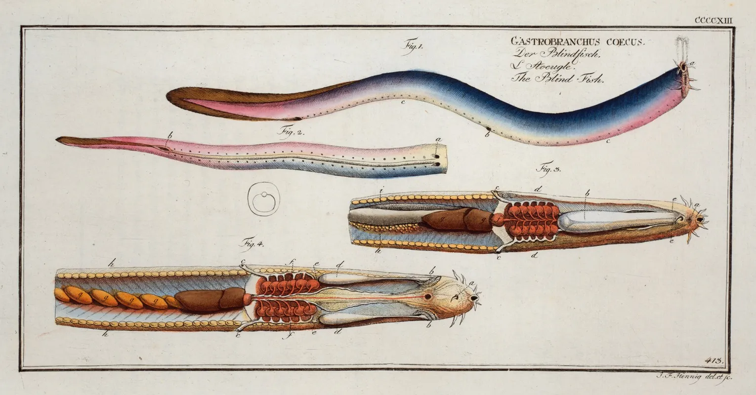 Gastrobranchus Coecus The Blind Fish Wall Art by Marcus Elieser Bloch - High-Resolution Digital Print