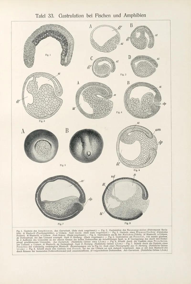 Gastrulation Bei Fischen Und Amphibien