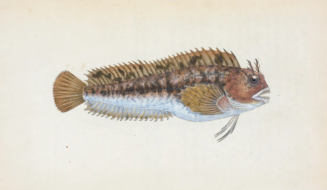 Gattorugine Blenny Blennius Gattorugine Wall Art by Edward Donovan - High-Resolution Digital Print