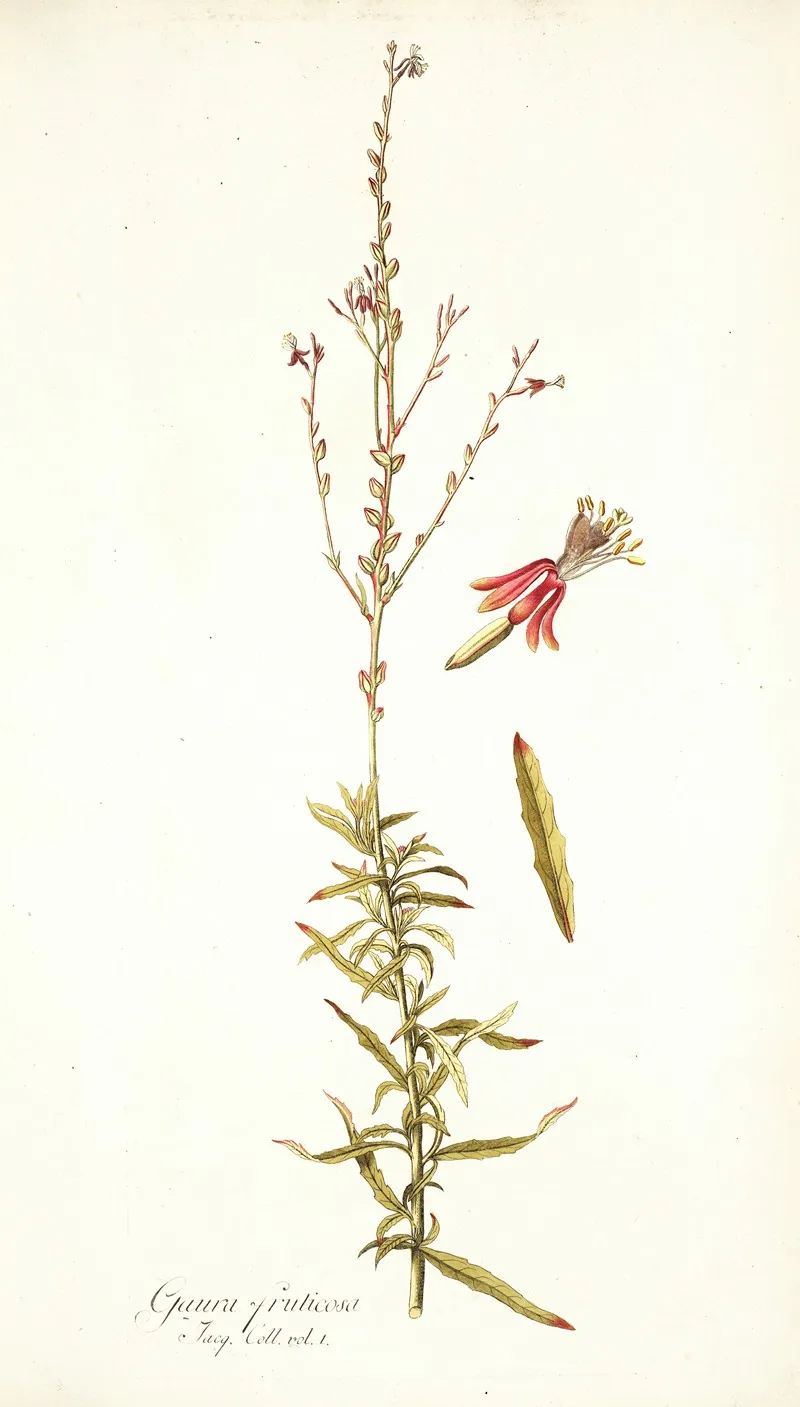 Gaura Fruticosa Wall Art by Nikolaus Joseph Freiherr von Jacquin - High-Resolution Digital Print