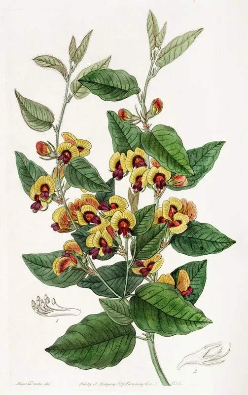 Gay Flowering Lalage Wall Art by Sydenham Edwards - High-Resolution Digital Print