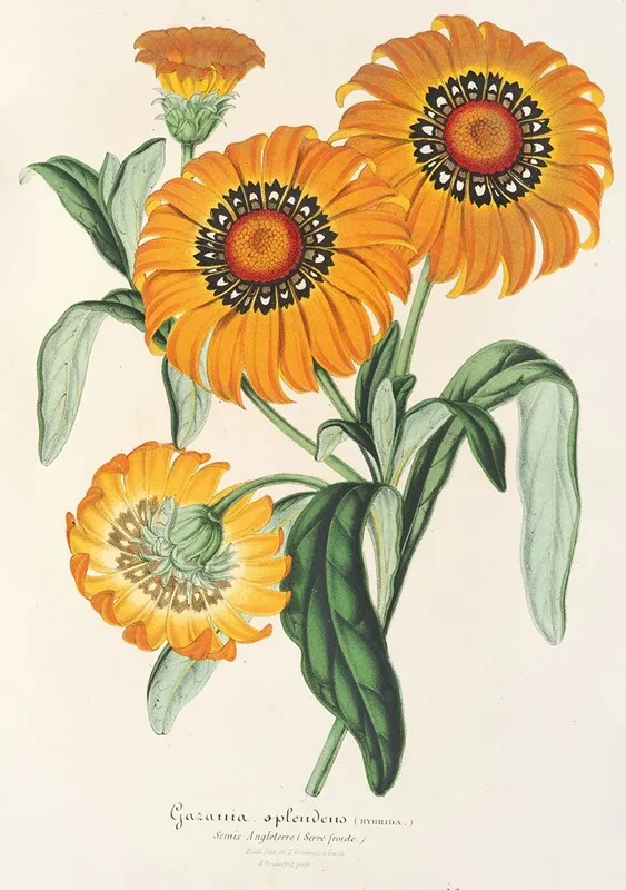 Gazania Splendens Hybride Wall Art by Charles Antoine Lemaire - High-Resolution Digital Print