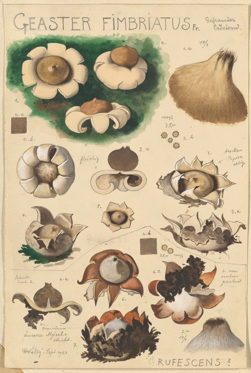 Geaster Fimbriatus Wall Art by Hans Walty - High-Resolution Digital Print