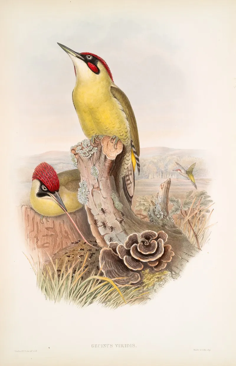 Gecinus Viridis Green Woodpecker Or Yaffle Wall Art by John Gould - High-Resolution Digital Print