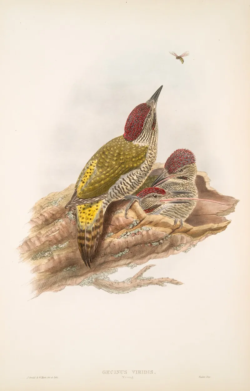 Gecinus Viridis Young Green Woodpecker Or Yaffle Young Wall Art by John Gould - High-Resolution Digital Print