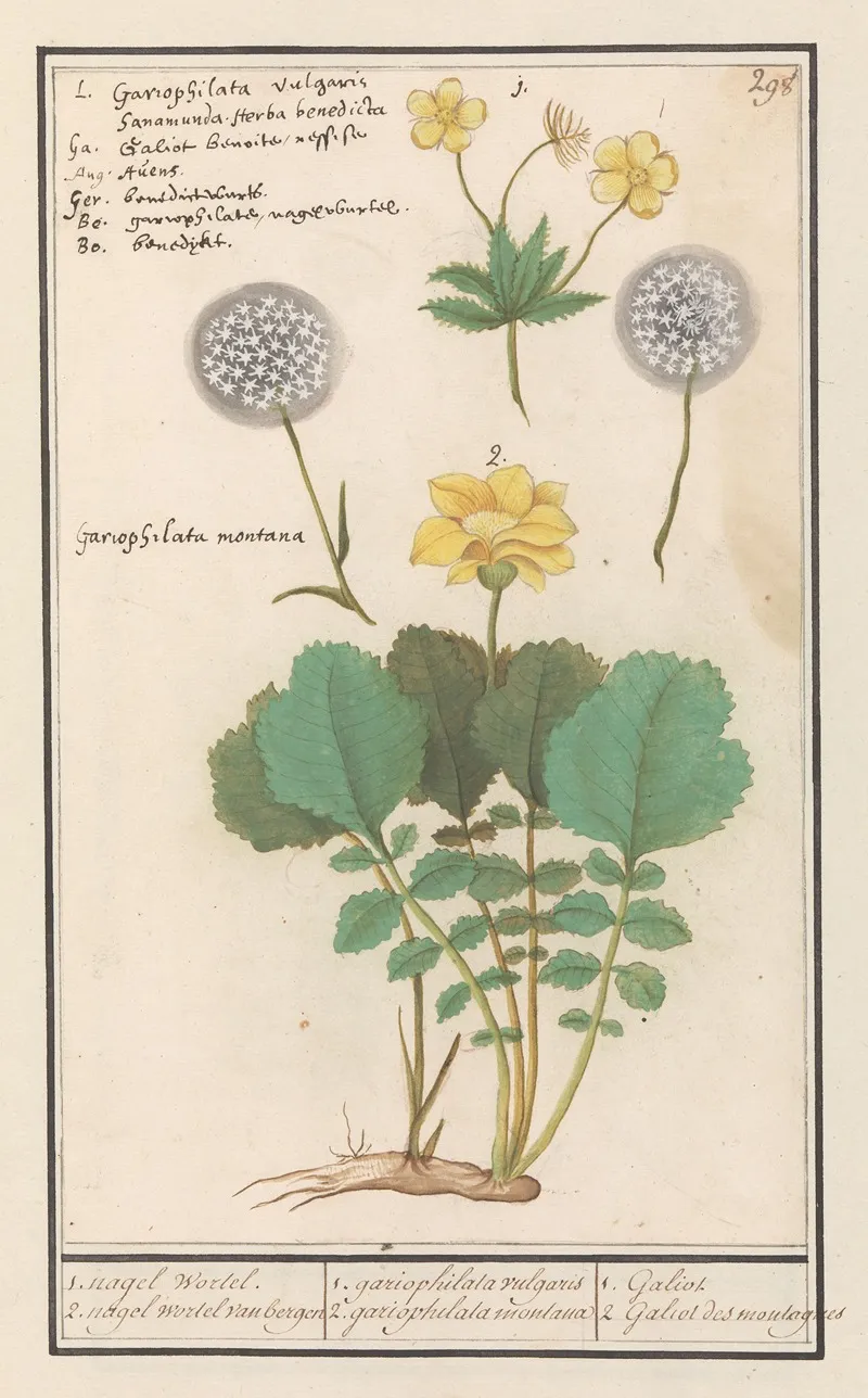 Geel Nagelkruid Geum Urbanum En Alpen Geel Nagelkruid Geum Montanum Wall Art by Anselmus Boëtius de Boodt - High-Resolution Digital Print