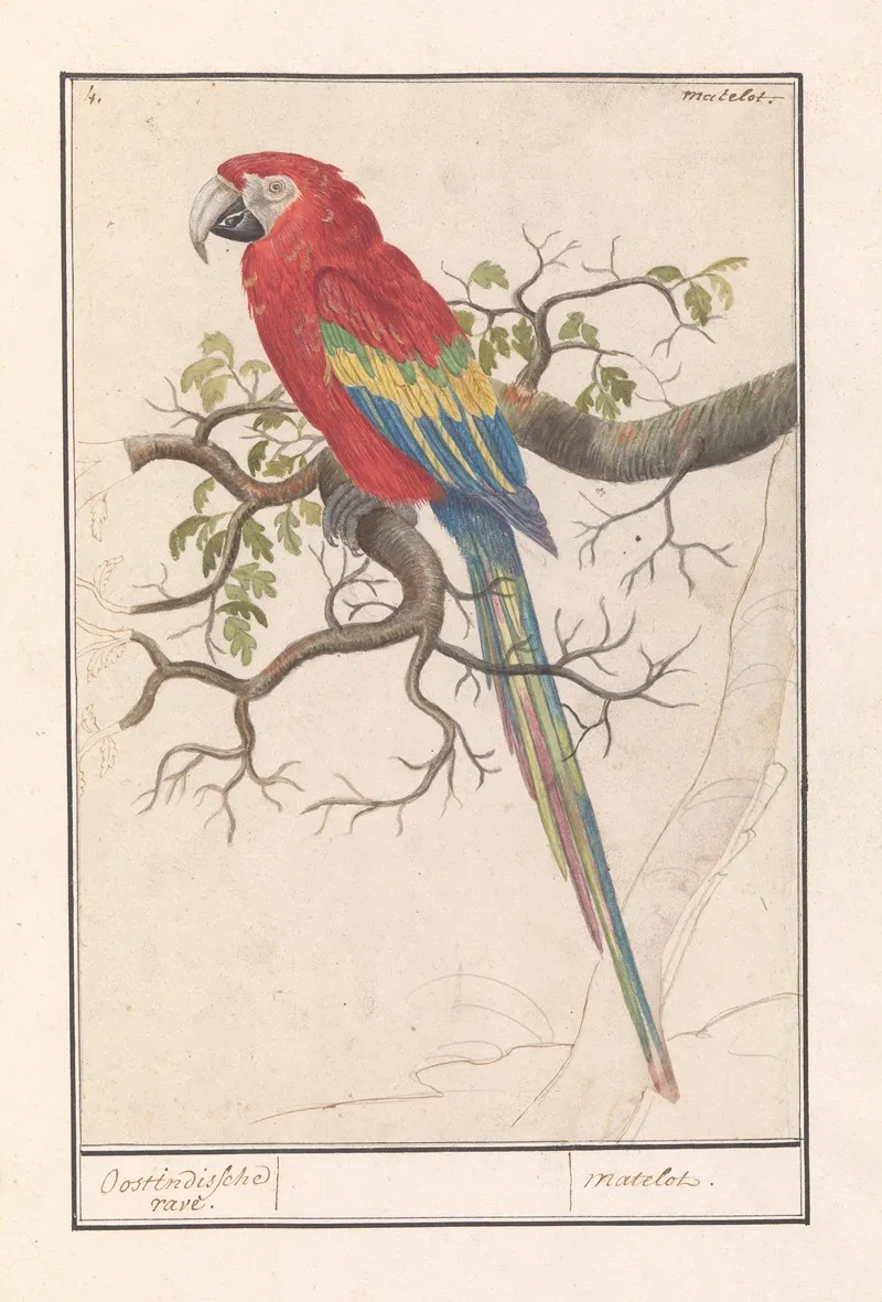 Geelvleugelara Ara Macao Wall Art by Anselmus Boëtius de Boodt - High-Resolution Digital Print