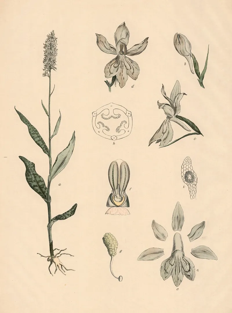 Geflecktes Knabenkraut Wall Art by Franz Engleder - High-Resolution Digital Print