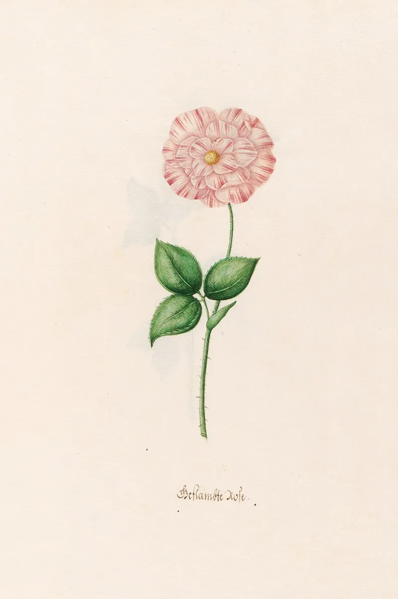Geftambte Rose Wall Art by Magdelena Rosina Funck - High-Resolution Digital Print