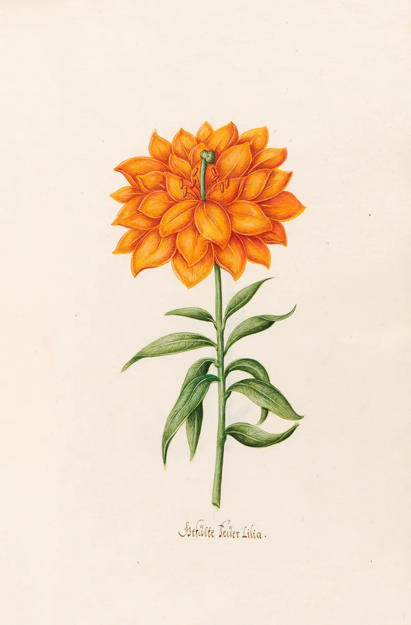 Gefulte Feuer Lilia Lily Wall Art by Magdelena Rosina Funck - High-Resolution Digital Print
