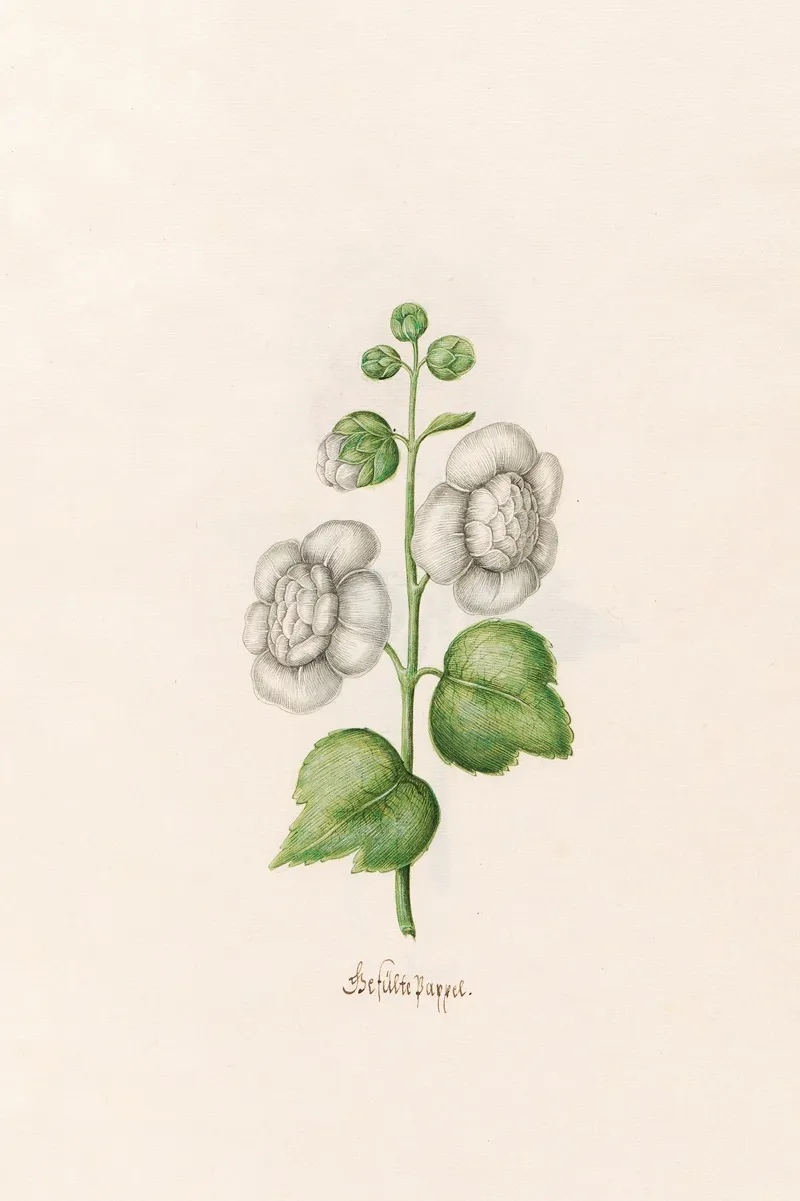 Gefulte Pappel Wall Art by Magdelena Rosina Funck - High-Resolution Digital Print