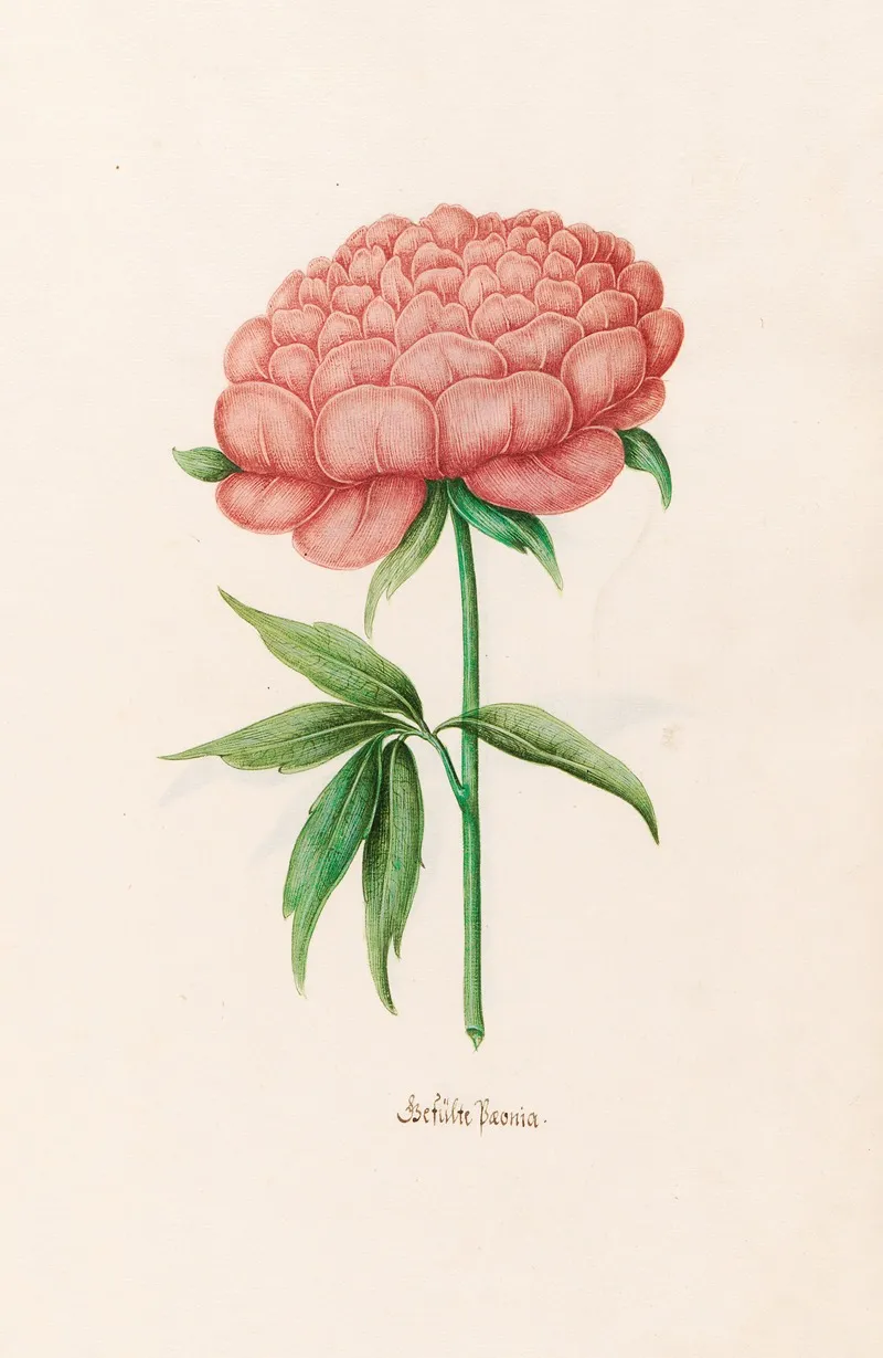 Gefulte Poeonia Peony Wall Art by Magdelena Rosina Funck - High-Resolution Digital Print