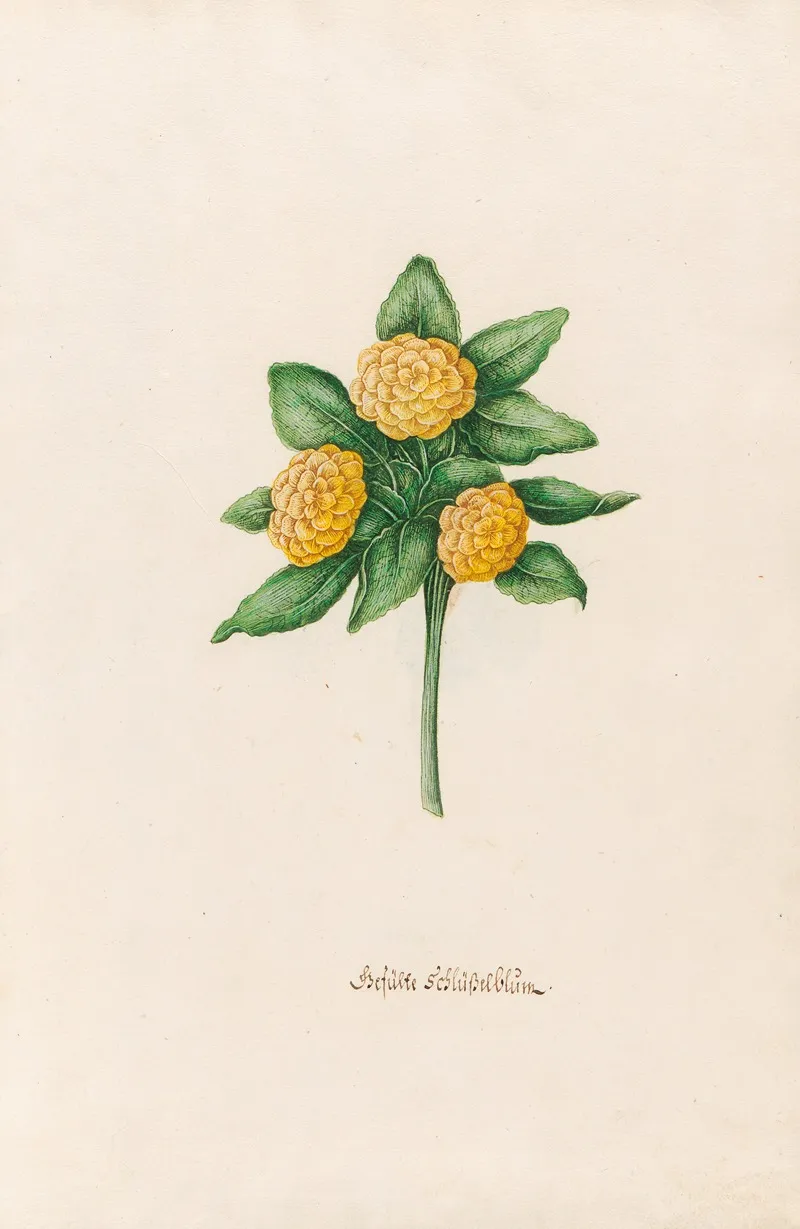 Gefuste Schlusselblum Wall Art by Magdelena Rosina Funck - High-Resolution Digital Print