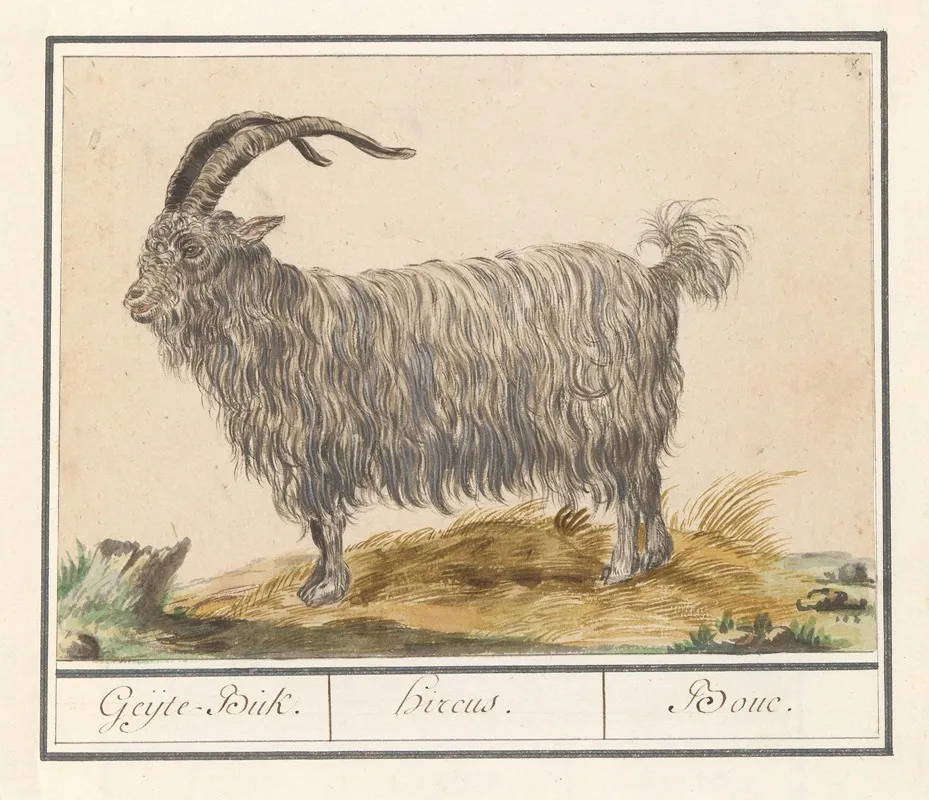 Geit Capra Hircus Geijte Buk Hircus Bouc Wall Art by Anselmus Boëtius de Boodt - High-Resolution Digital Print